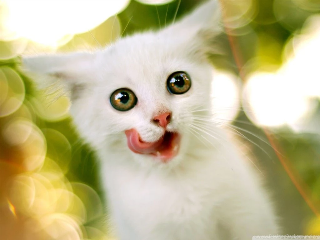 White Kitten HD Desktop Wallpapers : High Definition : Fullscreen ...