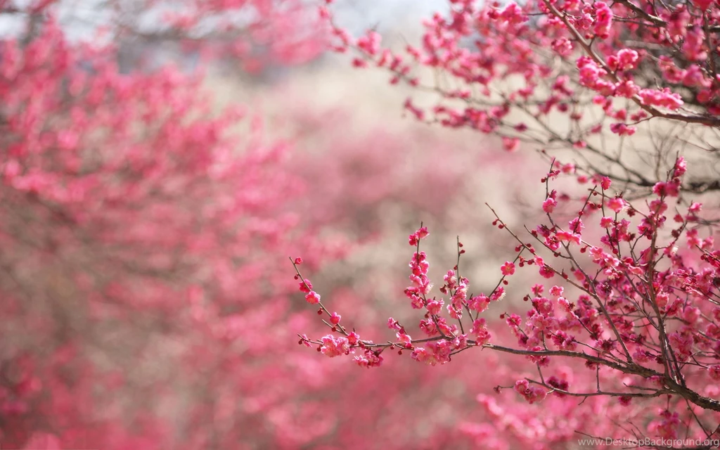 Cherry Blossom Best Desktop Wallpapers