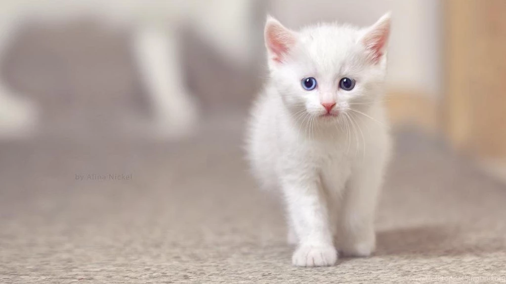 CUTE WHITE KITTY WALLPAPER (