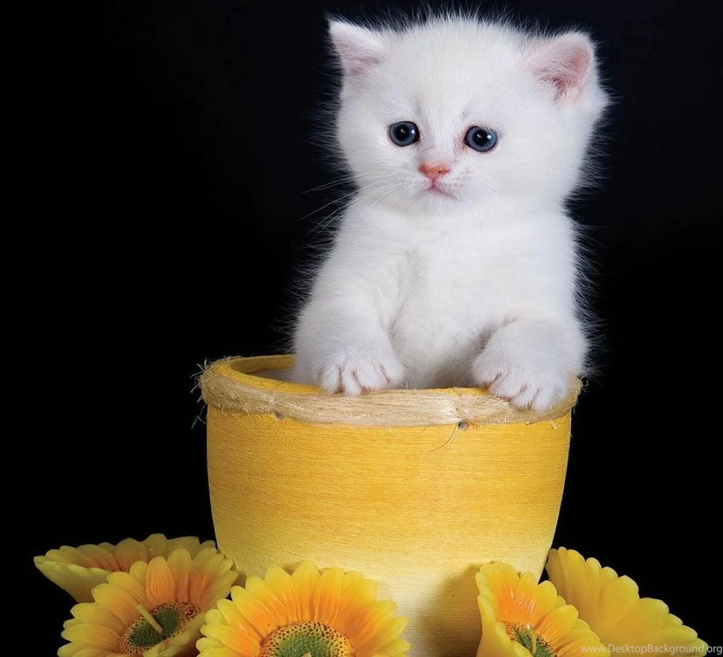 WHITE KITTEN WALLPAPER (