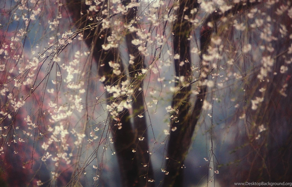 Cherry Blossoms Wallpapers >> Backgrounds With Quality HD