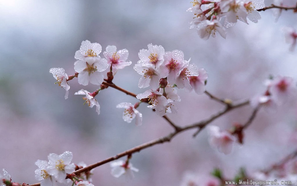 Cherry Blossom With Frost - Landscape Wallpapers Free Download ...