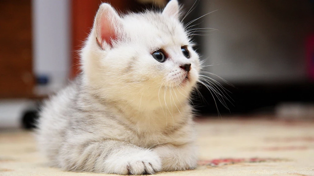 Fluffy White Kitten   Wallpaper.