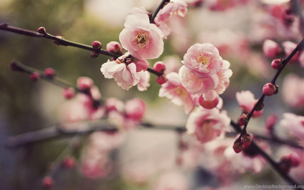 Cherry Blossom 1080p Wallpapers