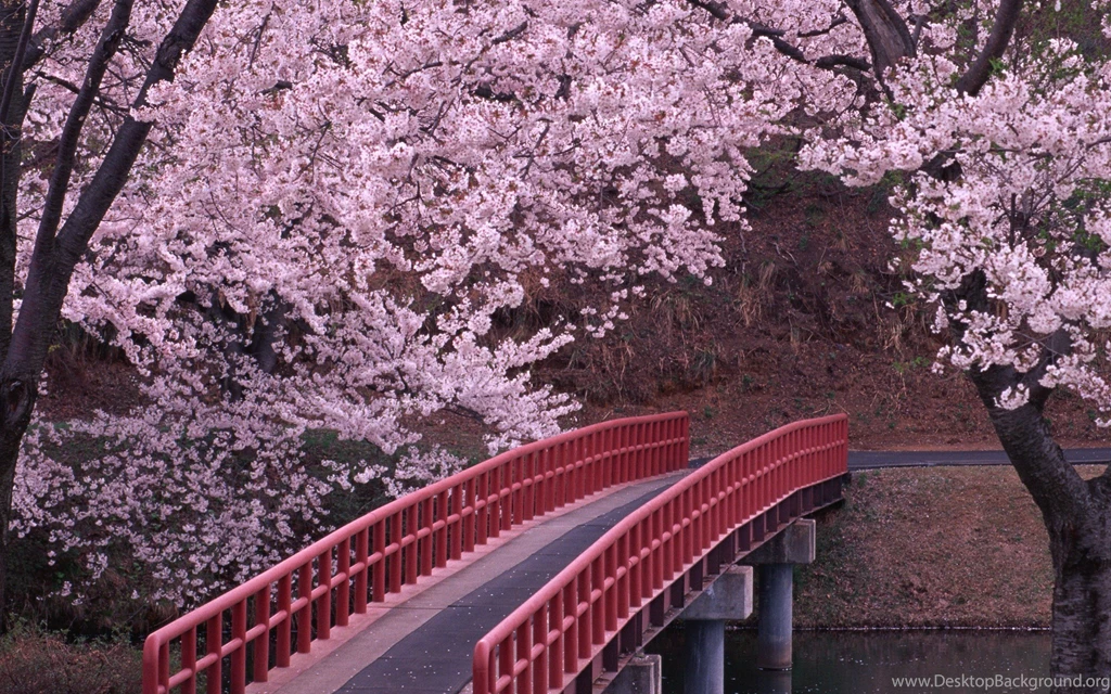 Cherry Blossom Free Desktop Wallpapers