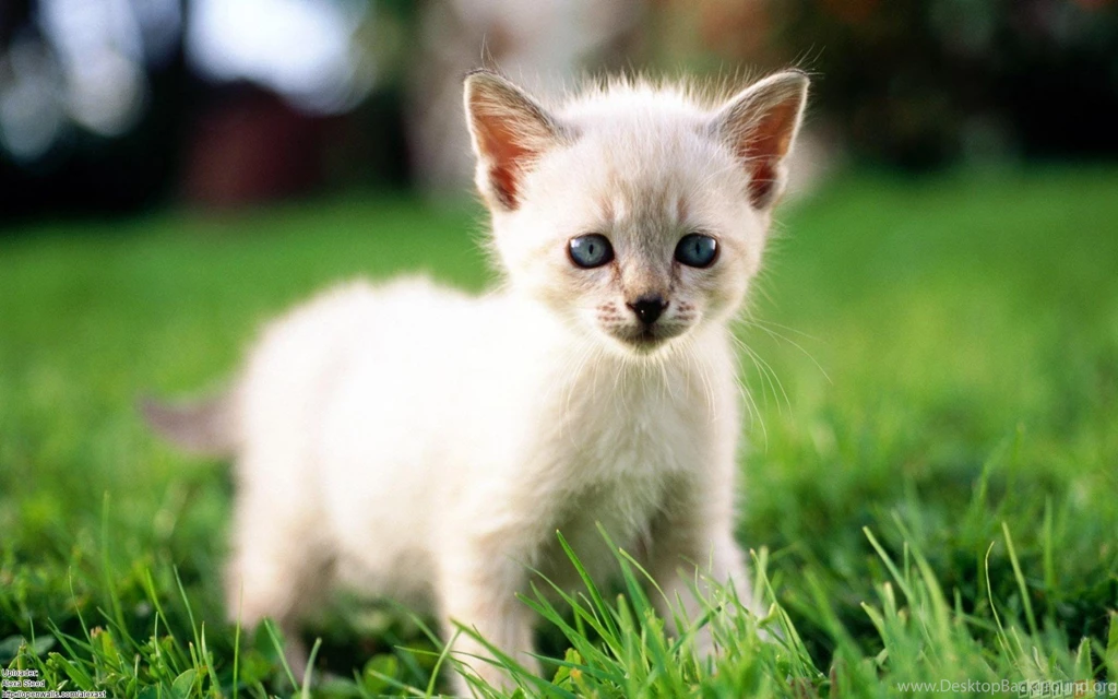 Cute White Kitten Wallpapers