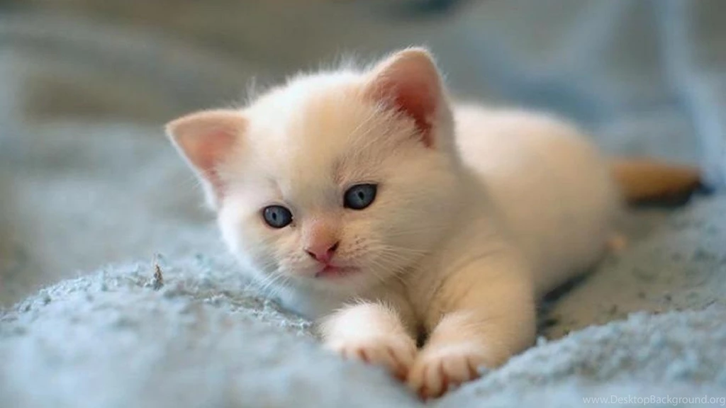 Goofy White Kitten Wallpapers 935 Free HD Wallpapers Stock ...