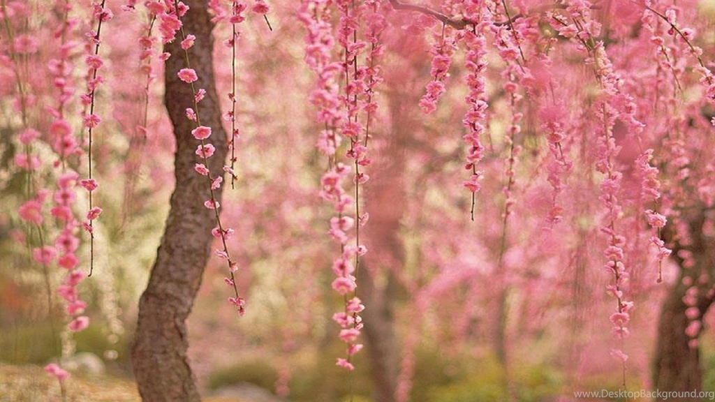 Desktop Wallpapers Cherry Blossom