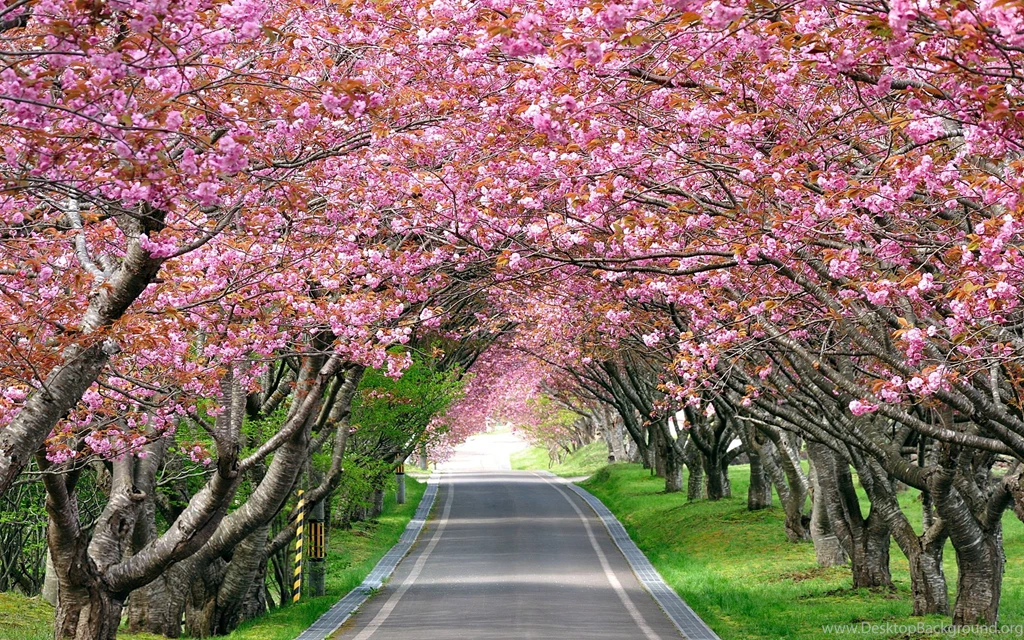 Plants: Splendid Cherry Blossom Landscape Road Free Desktop ...