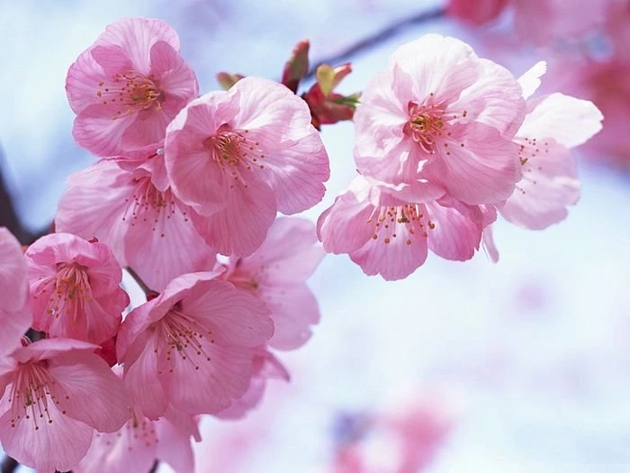 Cherry Blossom Viewing In April   Wallcoo.net