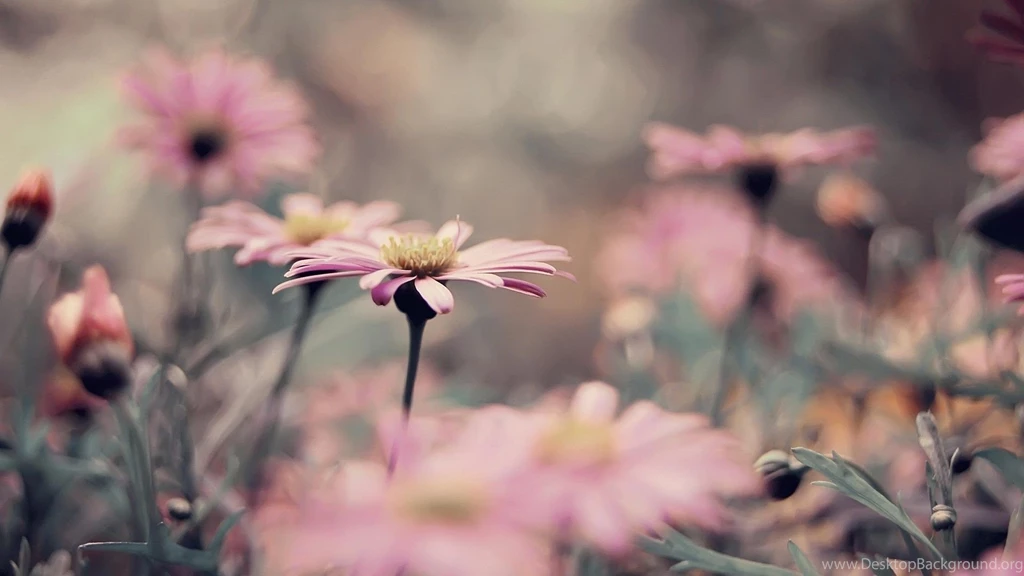 Vintage Flowers Wallpapers   Wallpapers Cave