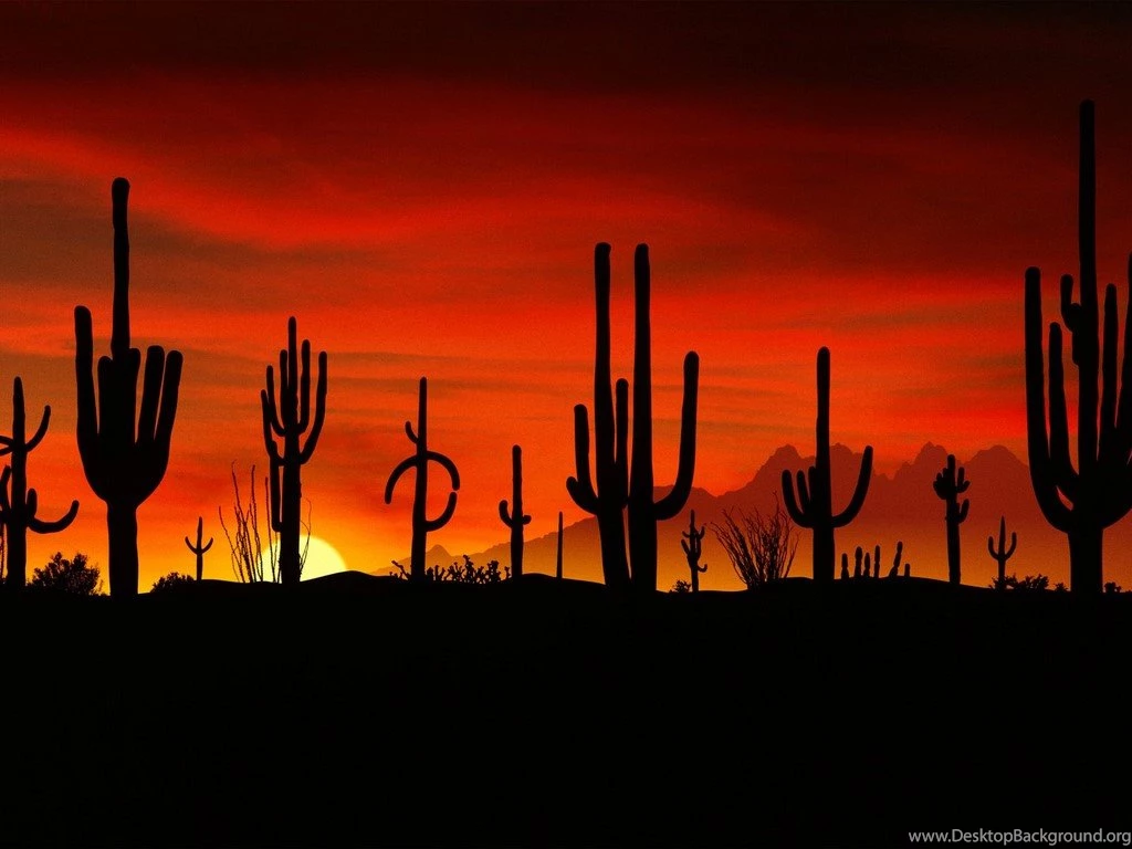 Saguaros, Sonoran Desert, Arizona < Nature < Life < Desktop Wallpapers