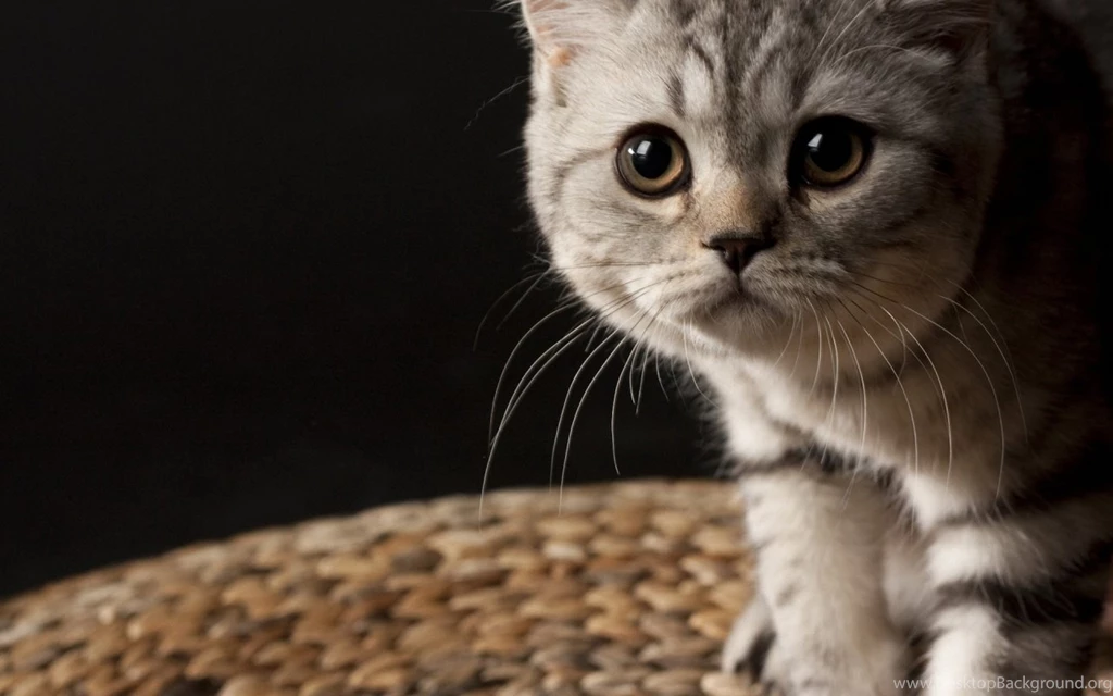 Cat Wallpapers 1280x800 Wallpapers,other 1280x800 Wallpapers ...
