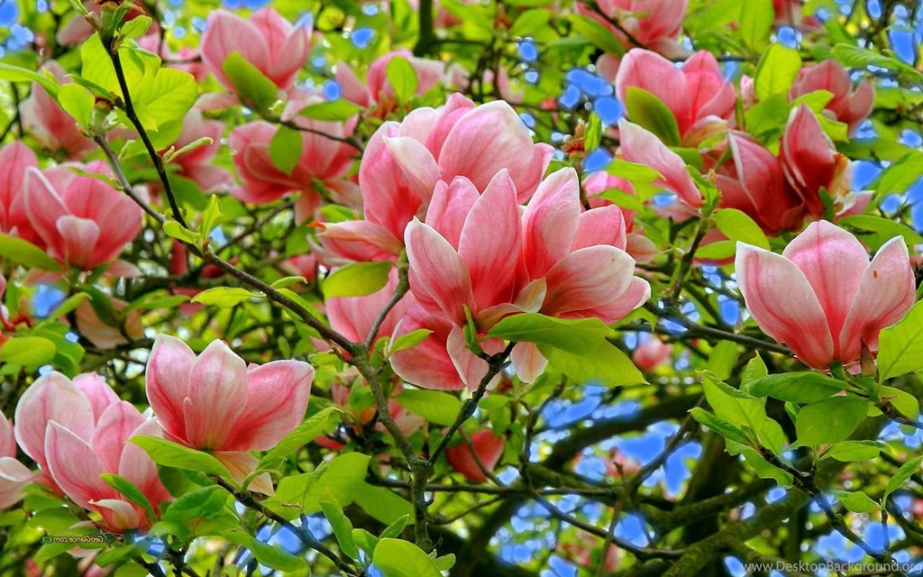 View, Natural Images, Flowers, Field, Nature Background Images ...