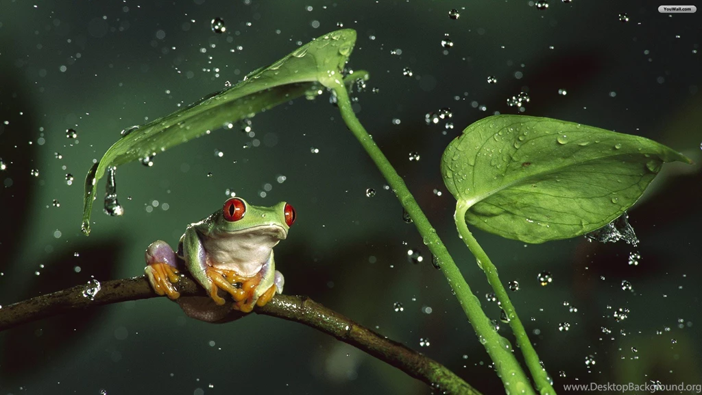 Frog Rain Wallpapers Photos HD