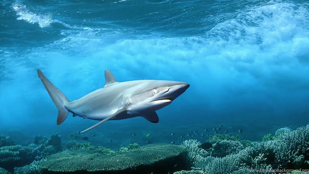 Tiburón En El Océano 1920x1080 :: Fondos De Pantalla Y Wallpapers