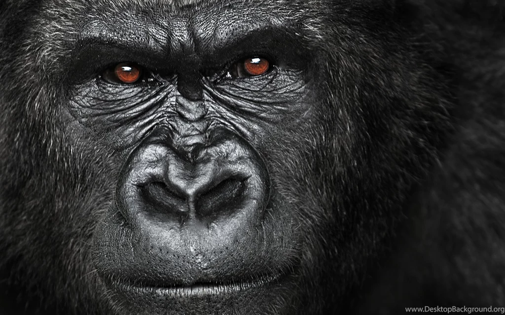 Angry Gorilla Wallpapers