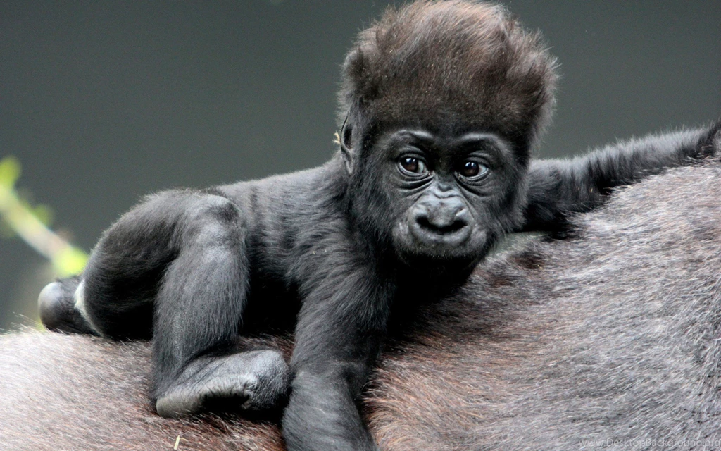 86 Gorilla HD Wallpapers