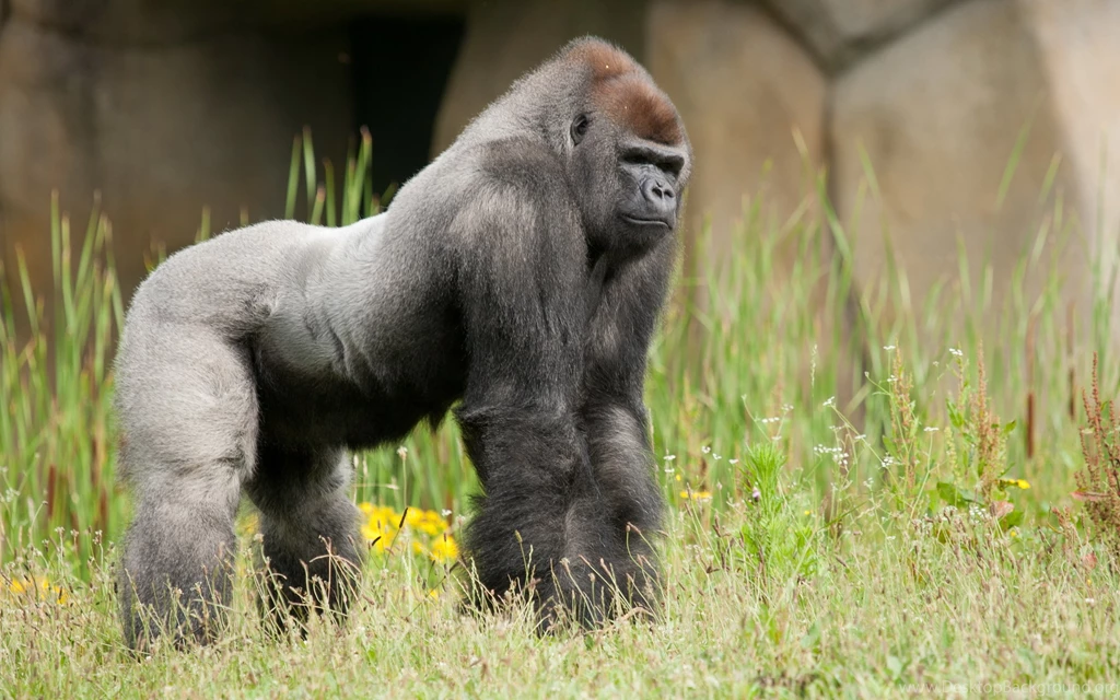 86 Gorilla HD Wallpapers