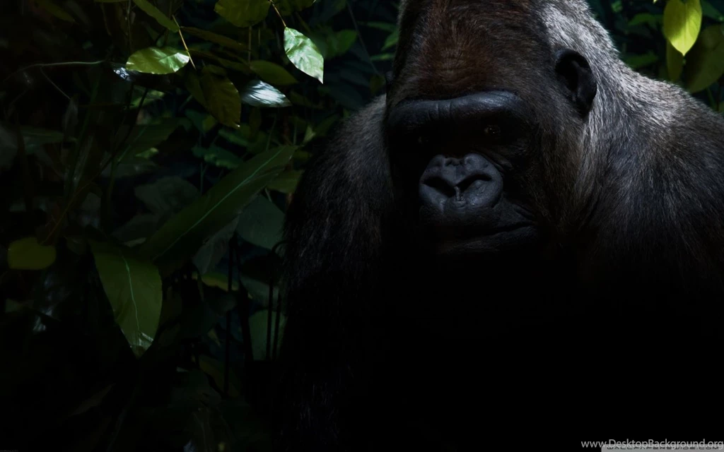 Gorilla HD Desktop Wallpapers : High Definition : Fullscreen : Mobile