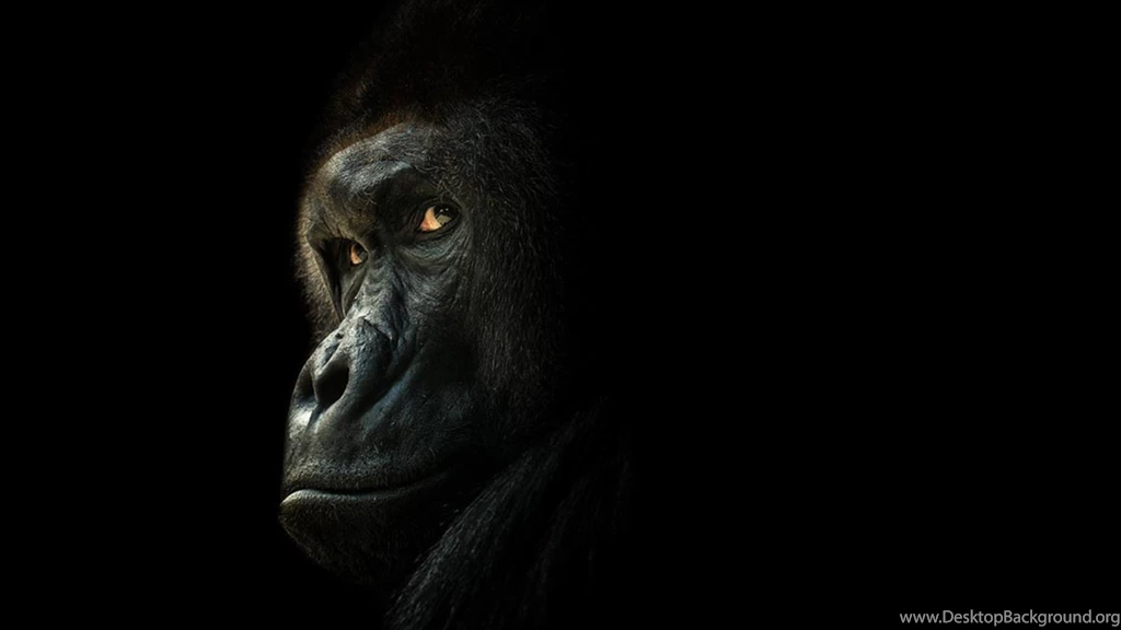 Gorilla ZOO Prague Czech Republic