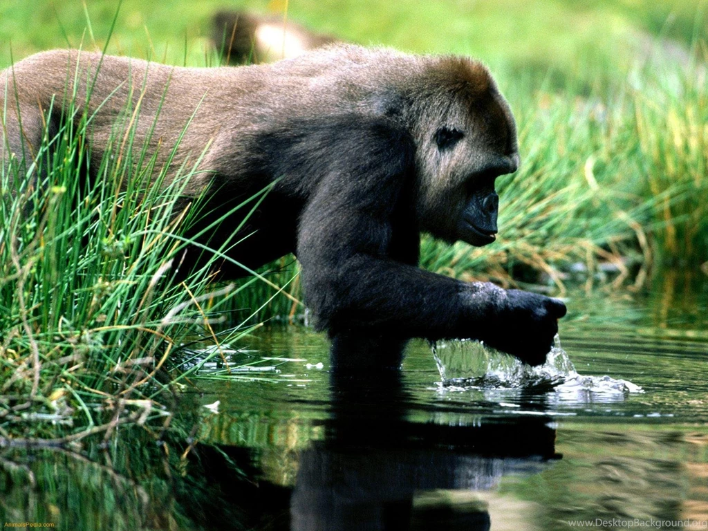 Wallpapers Spring Night Gorillas Break Gorilla 1600x1200