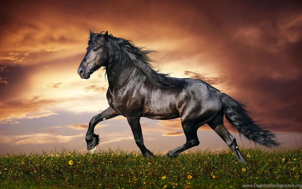 Horse Pictures Live Wallpapers Android Apps On Google Play