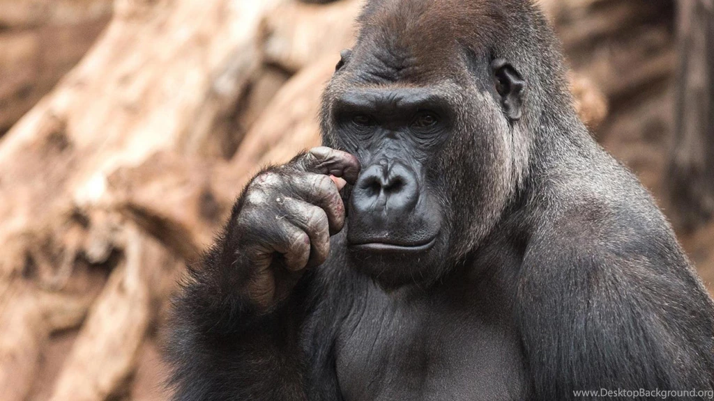 Very Thoughtful Gorilla Wallpapers (