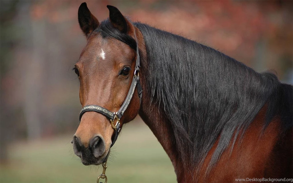 Horse HD Live Wallpapers Android Apps On Google Play