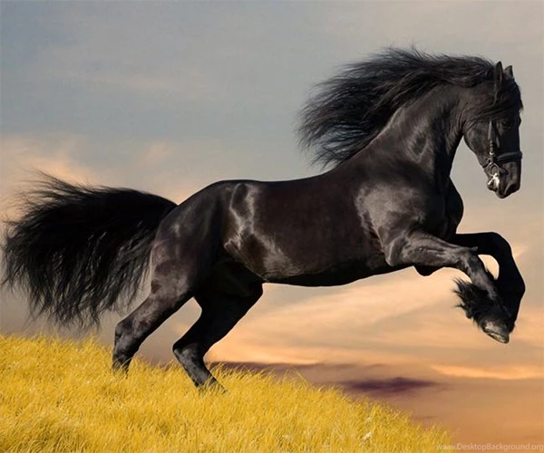Horse Live Wallpapers Android Apps On Google Play