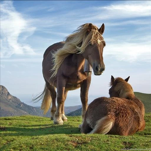 Horse Live Wallpapers Android Apps On Google Play