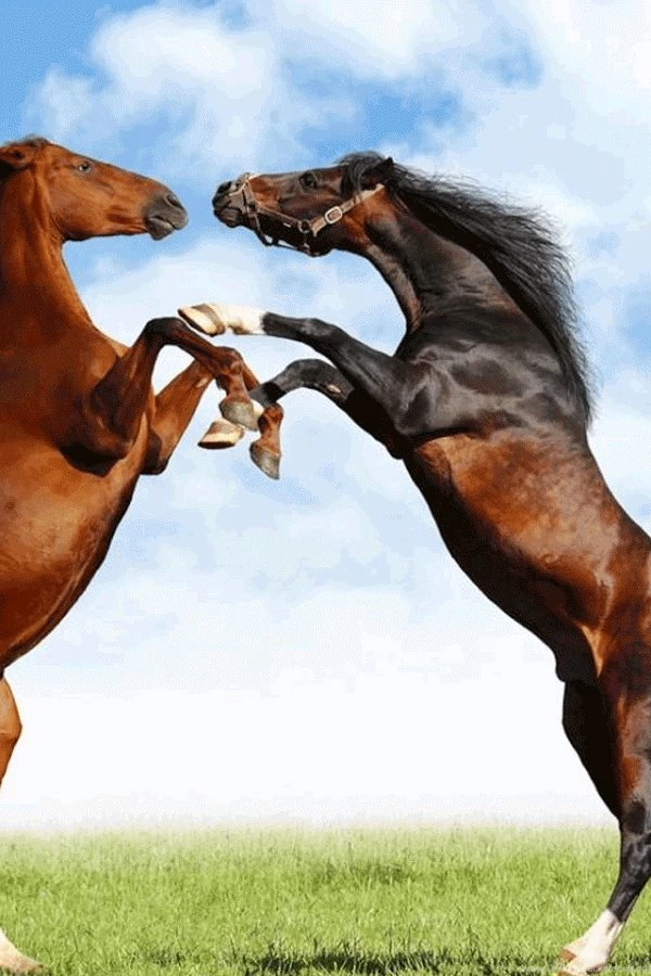 Horse Wallpapers   Android Apps On Google Play