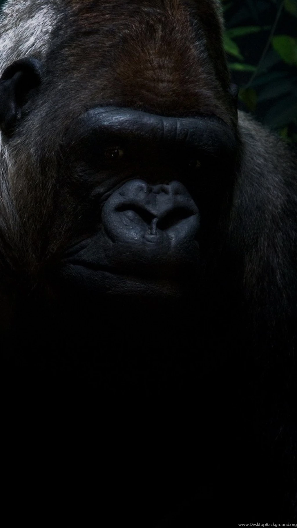 Sony Xperia Z1, ZL, Z, Samsung Galaxy S4, HTC One Gorilla ...