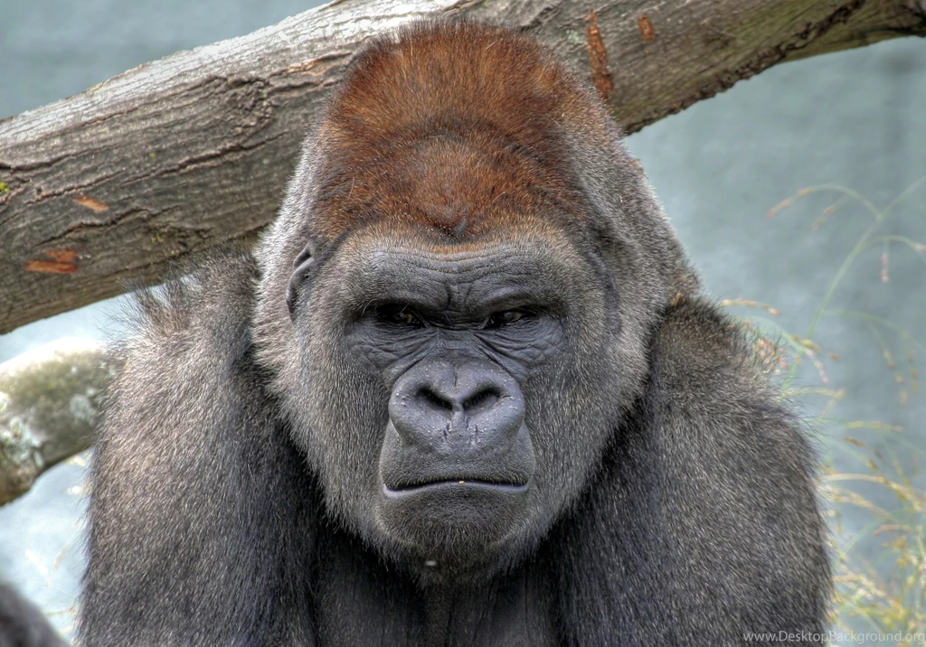 86 Gorilla HD Wallpapers