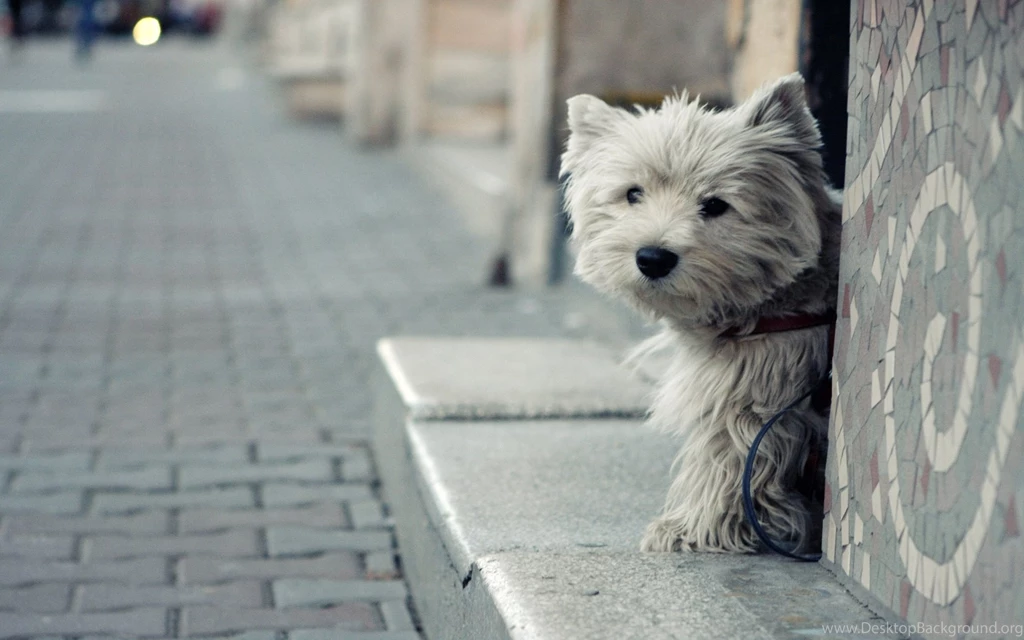 18 HD Yorkshire Terrier Dog Wallpapers   HDWallSource.com