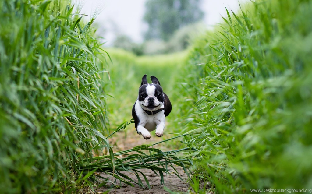 Boston Terrier Wallpapers