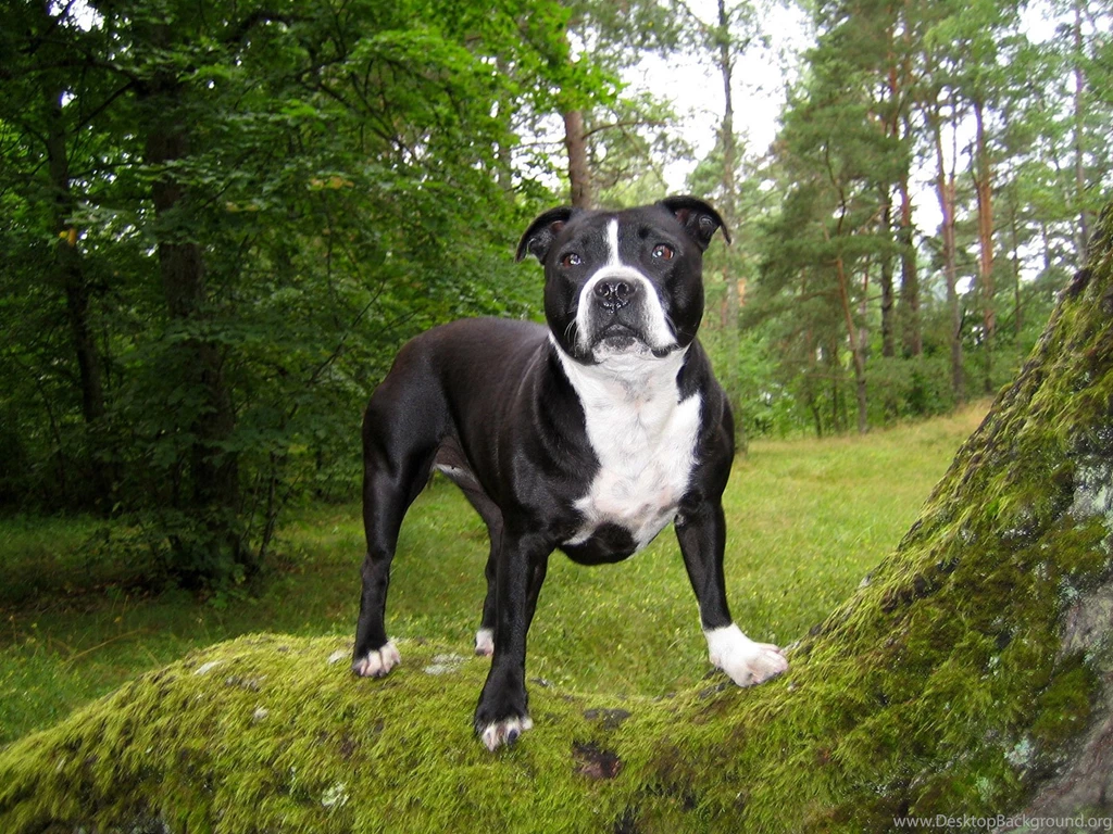 Bull And Terrier Wallpapers HD Download
