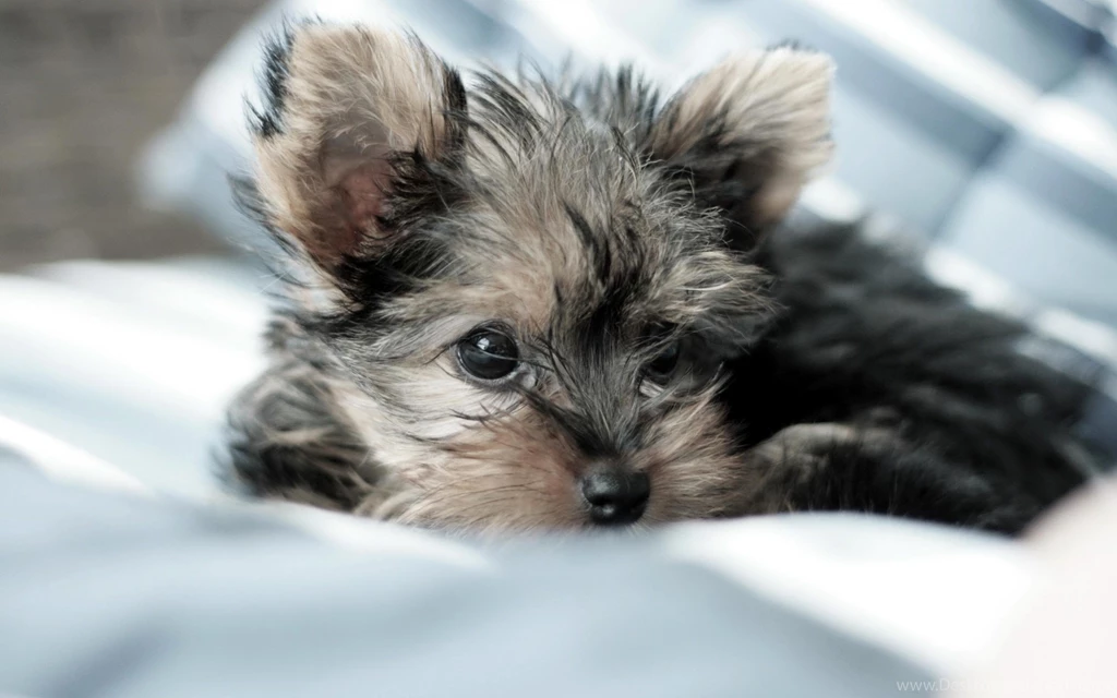 Dog Yorkshire Terrier Hd Wallpapers 0004
