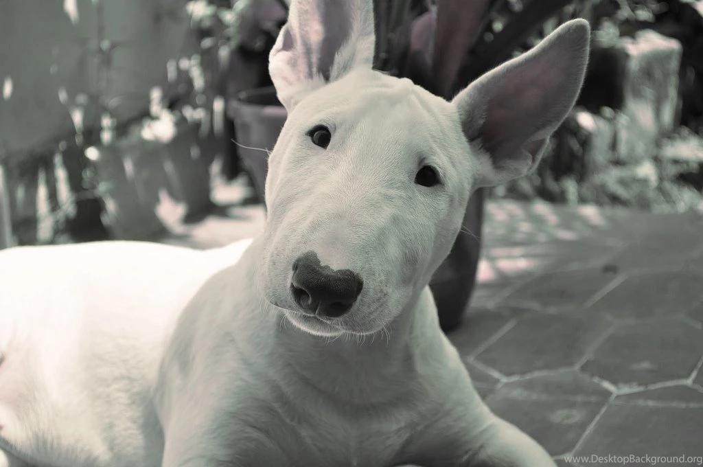 Bull Terrier Puppies Wallpapers
