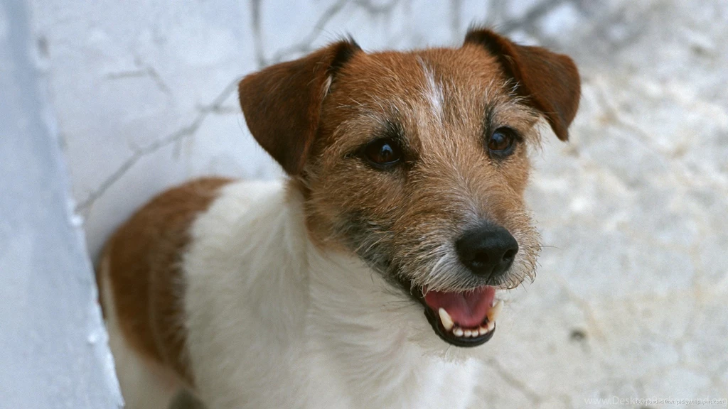 Russell Terrier Wallpapers HD Download