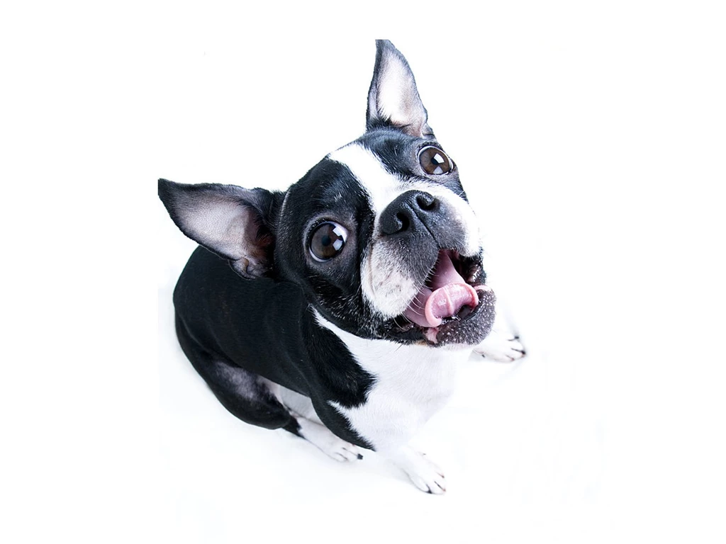 Boston Terrier Wallpapers