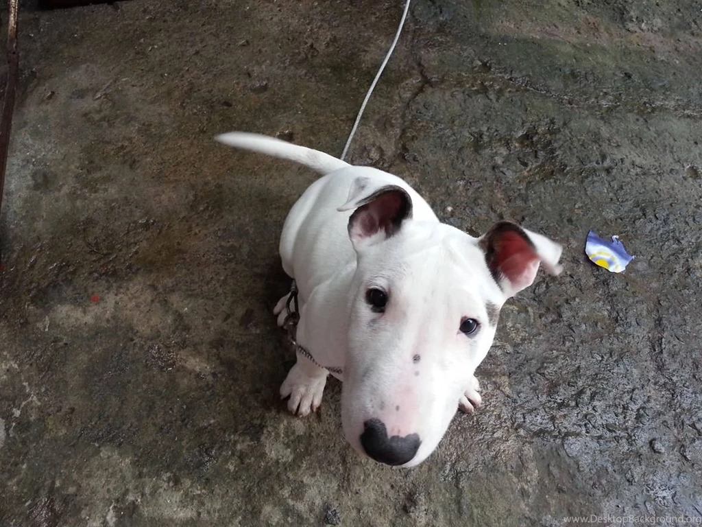 Bull Terrier Wallpapers (2) My Doggy Rocks