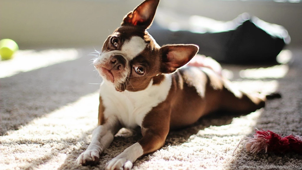 Boston Terrier Wallpapers Hd Backgrounds Download • IPhones Wallpapers