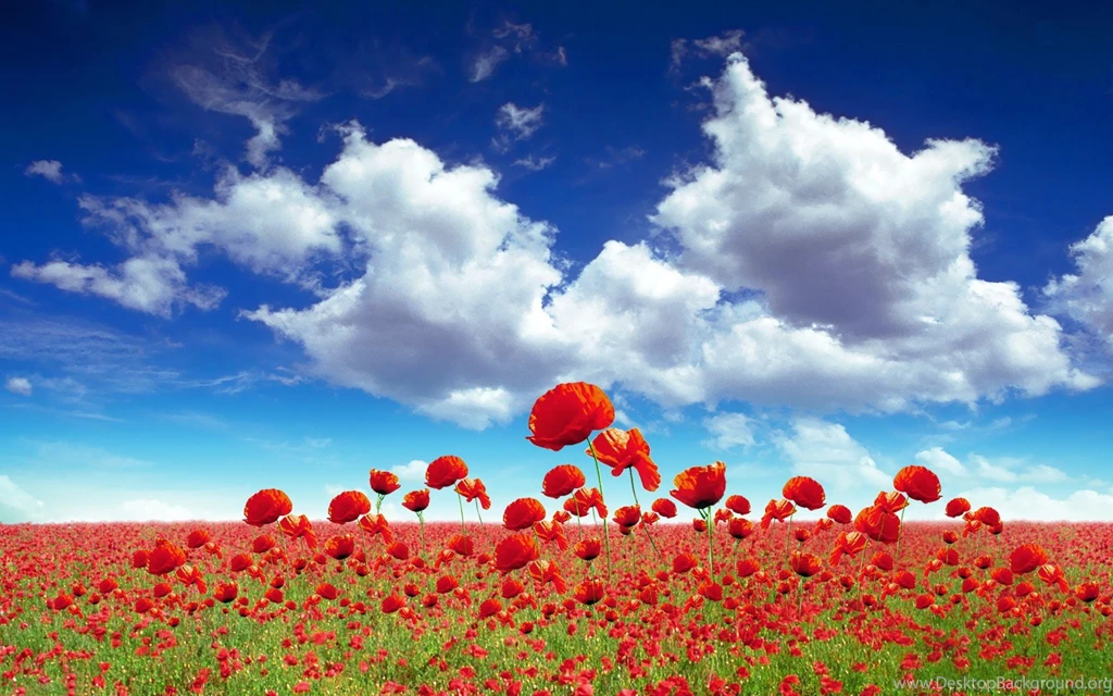 Poppy Field Flower Backgrounds Hd Desktop Wallpapers Free Download ...
