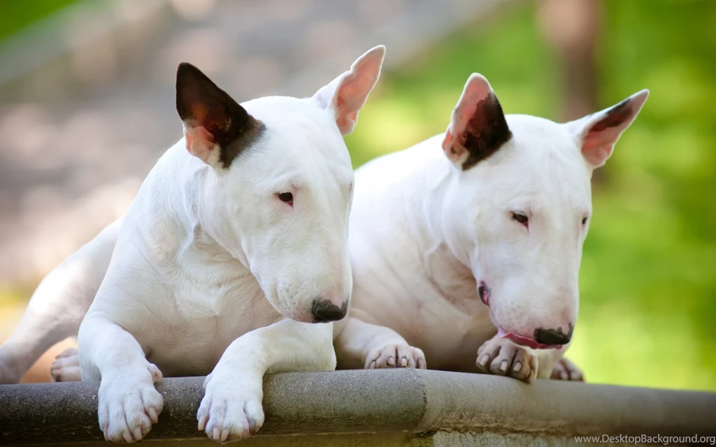 White Bull Terriers wallpapers My Doggy Rocks