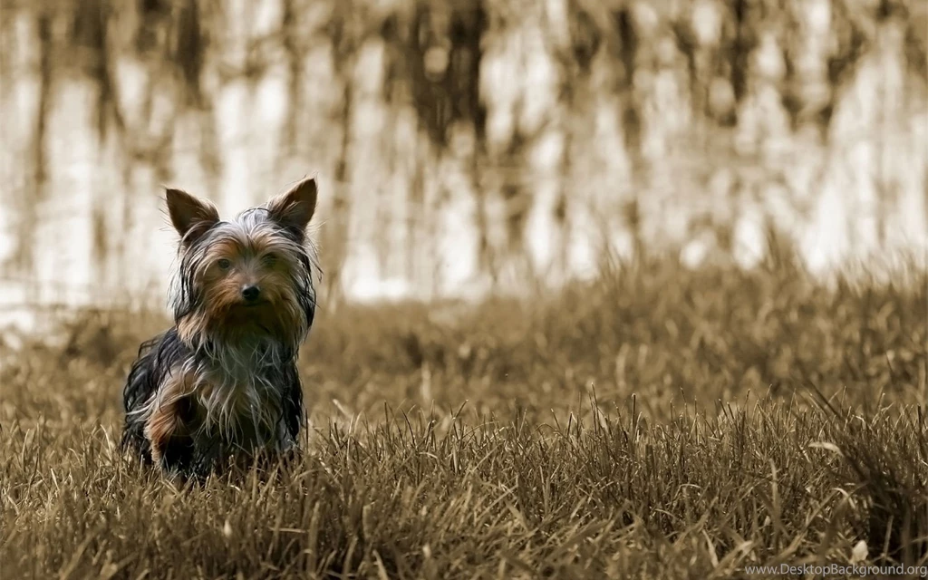 Australian Terrier Wallpapers HD Download