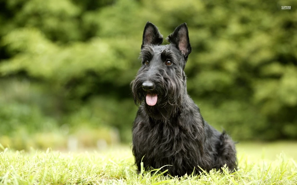 Beautiful Screensavers Site: Scottish Screensaver Terrier