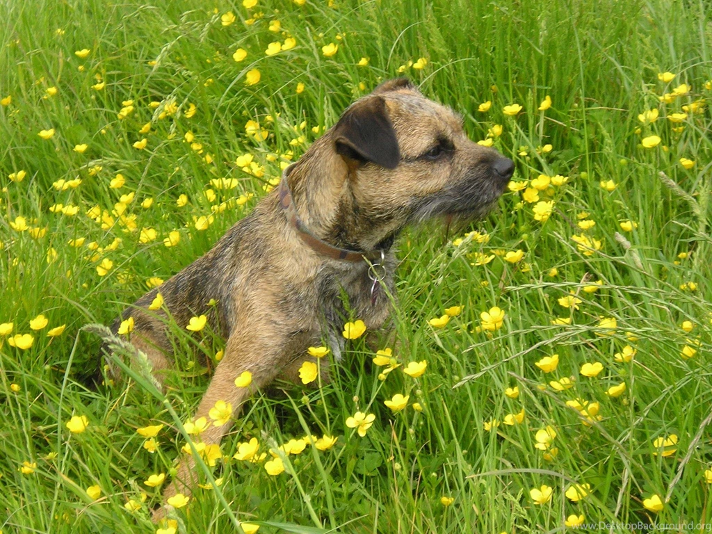 Border Terrier And Flowers Photo And Wallpaper. Beautiful Border ...
