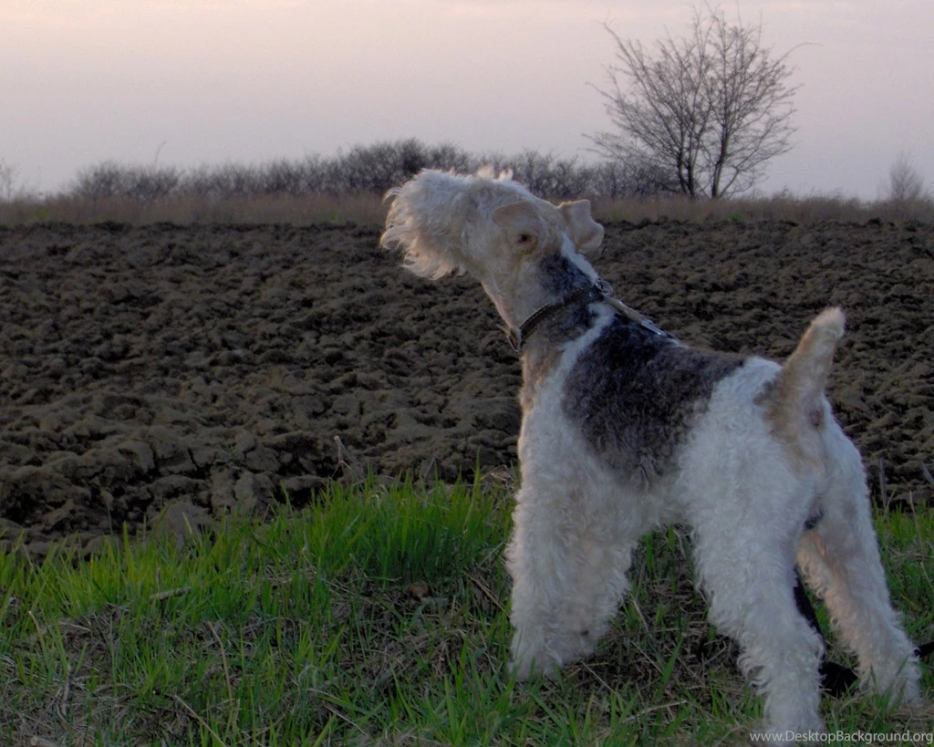 Wire Fox Terrier Wallpapers Download Wallpapers