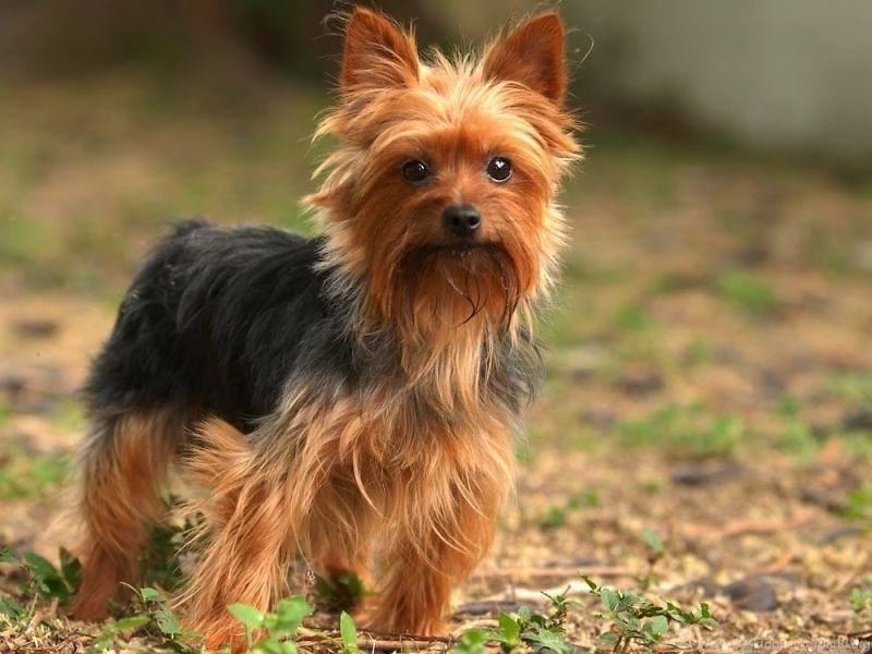 Yorkshire Terrier Wallpapers Android Apps And Tests AndroidPIT